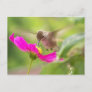Hummingbird Bird Wildlife Animal Floral Postcard