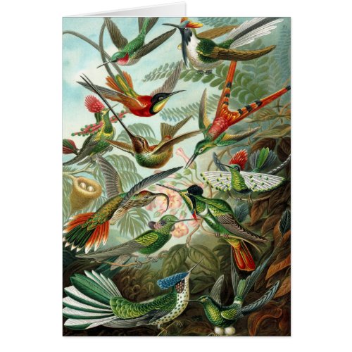 hummingbird bird wildlife classic painting