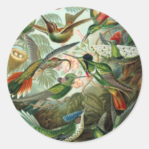 hummingbird bird wildlife classic painting classic round sticker