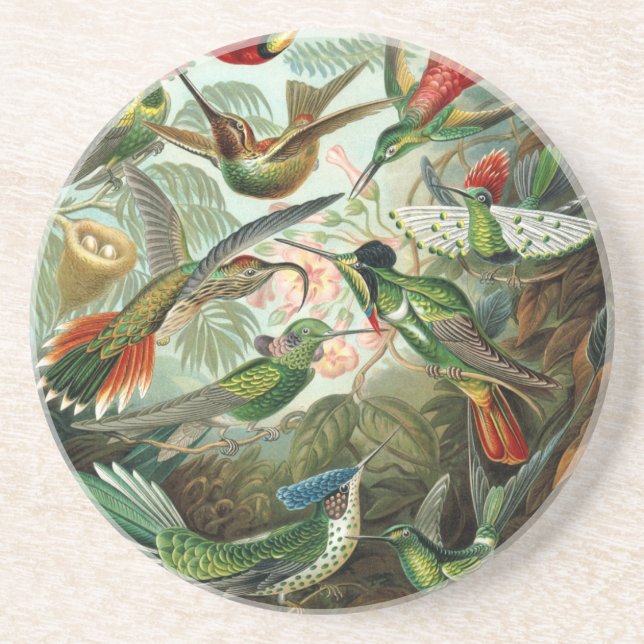 hummingbird bird wildlife classic painting drink coaster (Front)