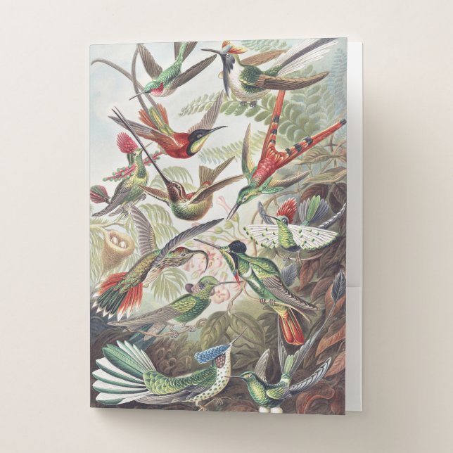 Hummingbird Bird Wildlife Classic Painting Pocket Folder (Front)