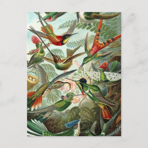 hummingbird bird wildlife classic painting postcard