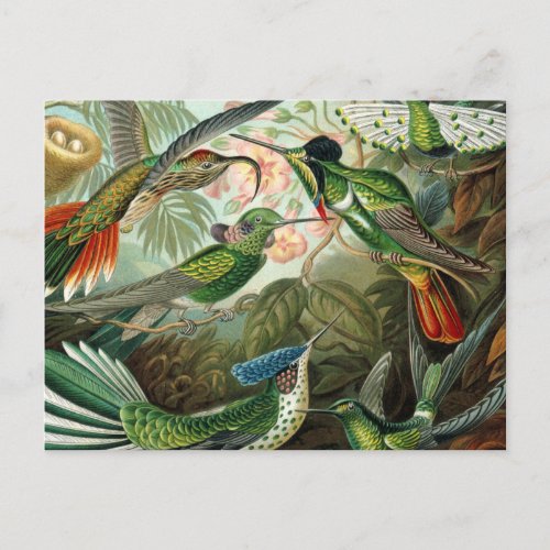 hummingbird bird wildlife classic painting postcard