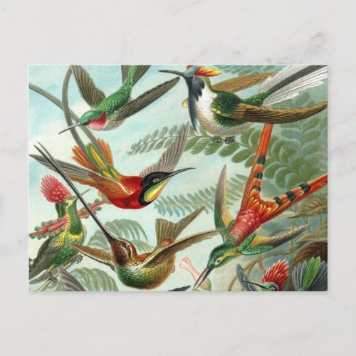 hummingbird bird wildlife classic painting postcard