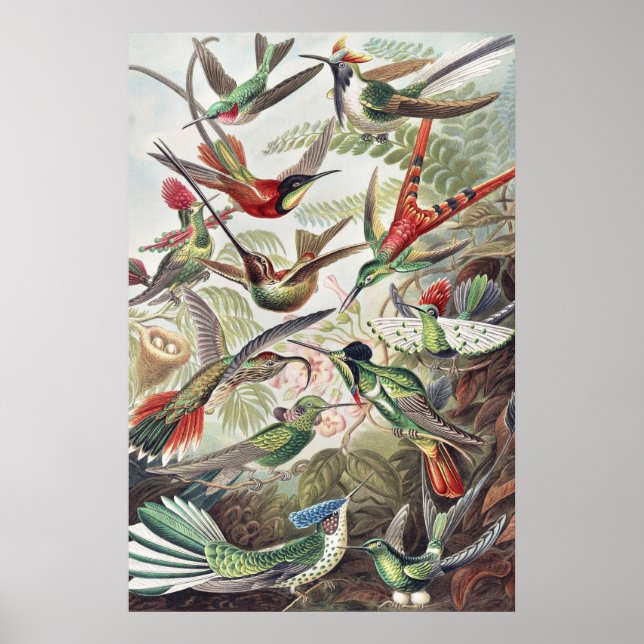 Hummingbird Bird Wildlife Classic Painting Poster (Front)