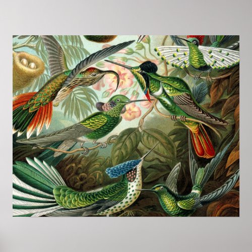 hummingbird bird wildlife classic painting poster