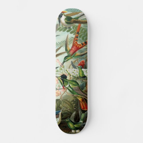 hummingbird bird wildlife classic painting skateboard deck