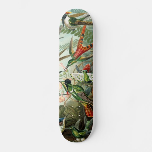 hummingbird bird wildlife classic painting skateboard deck (Front)
