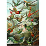 hummingbird bird wildlife classic painting statuette<br><div class="desc">Classic hummingbird print - This vintage hummingbird print is by Ernst Haeckel from a 1904 antique scientific book. The hummingbird gift is based on plate 99: Trochilidae from Ernst Haeckel's Kunstformen der Natur (Art Forms of Nature) from  1904 showing a variety of hummingbirds in their natural surroundings.</div>