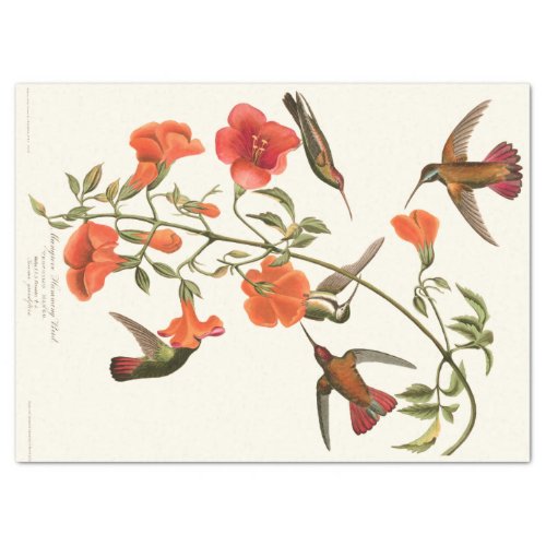 Hummingbird Birds Audubon Flowers Tissue Paper