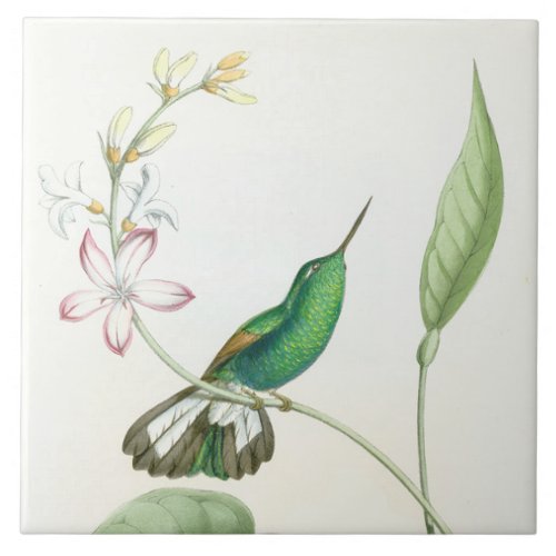 Hummingbird Birds Flowers Floral Wildlife Animals Ceramic Tile