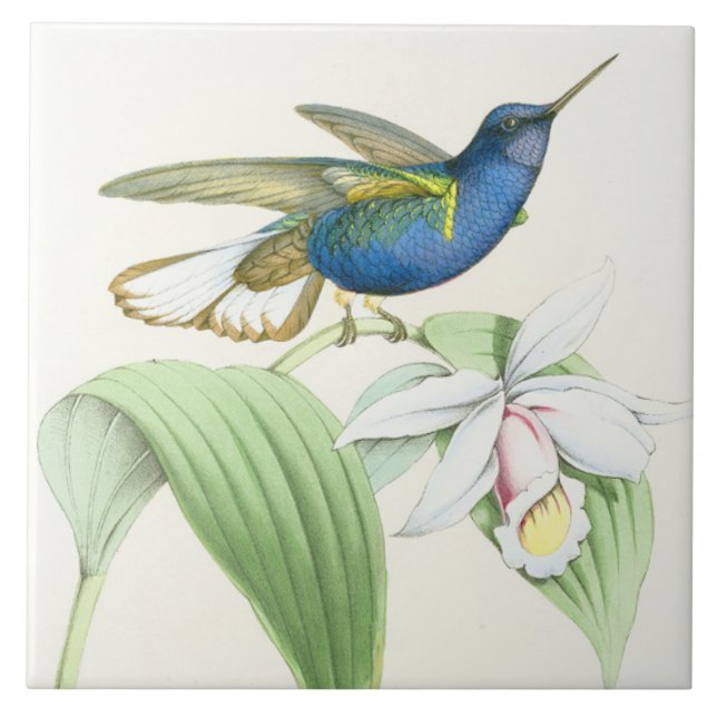Hummingbird Birds Flowers Floral Wildlife Animals Tile (Front)