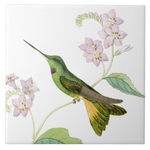 Hummingbird Birds Flowers Floral Wildlife Animals Tile