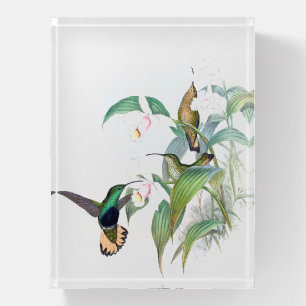 Hummingbird Birds Orchid Flowers Paperweight