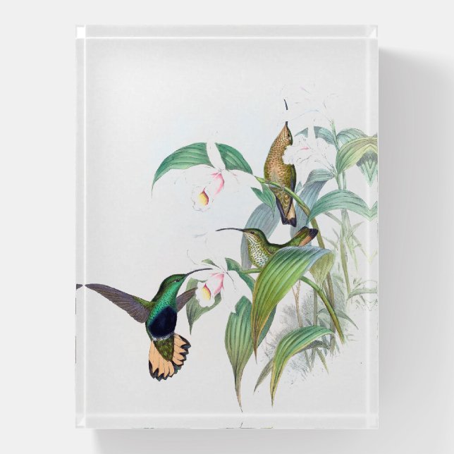 Hummingbird Birds Orchid Flowers Paperweight (Vertical)