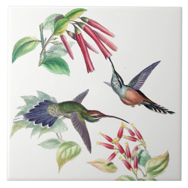 Hummingbird Birds Wildlife Animals Flowers Tile (Front)