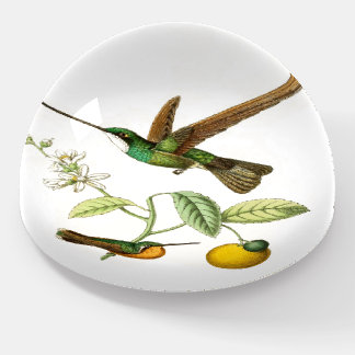 Hummingbird Birds Wildlife Flower Paperweight