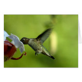 Hummingbird Blank (Front Horizontal)