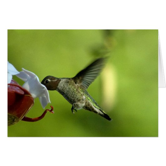 Hummingbird Blank Cards (Front Horizontal)