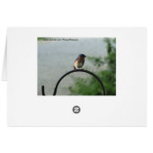 Hummingbird & Bluebird, Religious Cards (Back Horizontal)