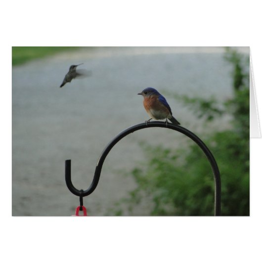 Hummingbird & Bluebird, Religious Cards (Front Horizontal)