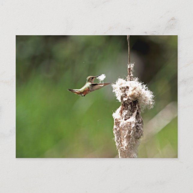 Hummingbird Building a Nest Postcard (Front)
