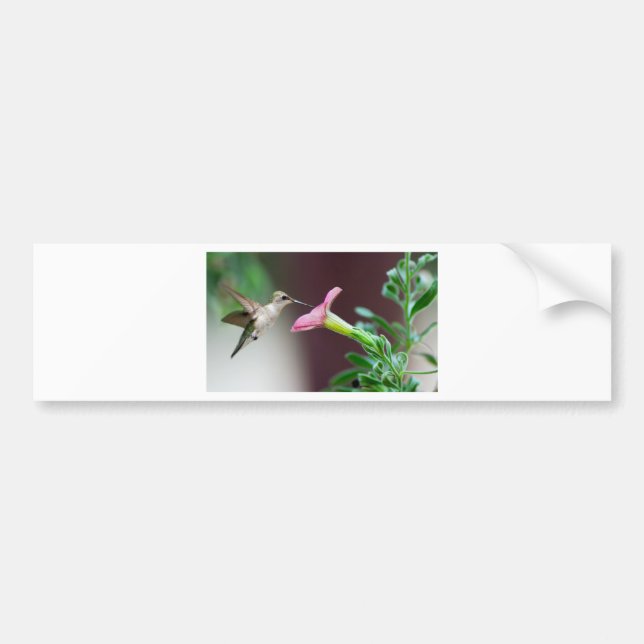hummingbird bumper sticker (Front)