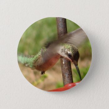Hummingbird Button by patcallum at Zazzle