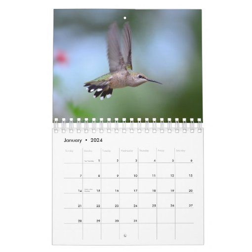 Hummingbird Calendar Zazzle