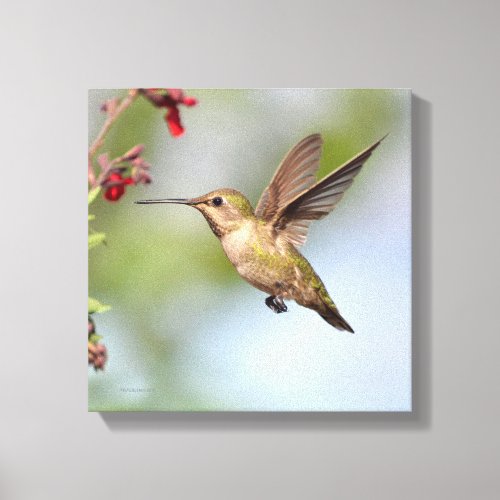 Hummingbird Canvas Print