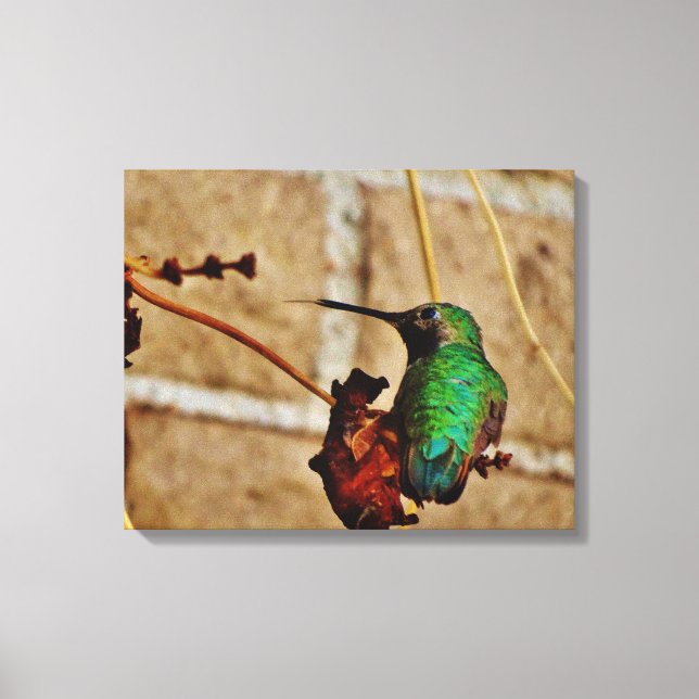 Hummingbird Canvas Print (Front)