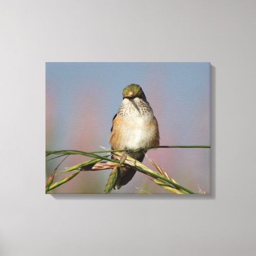 Hummingbird Canvas Print