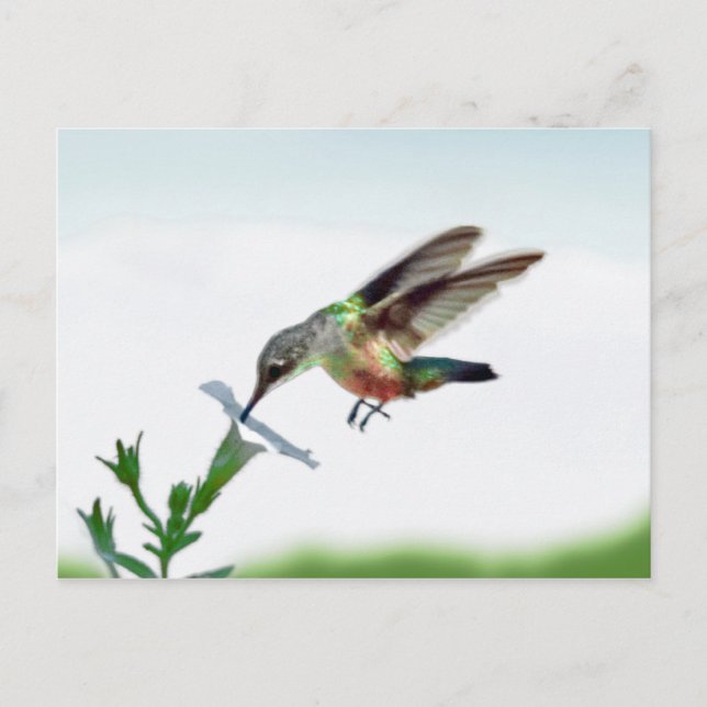 Hummingbird Card (Front)
