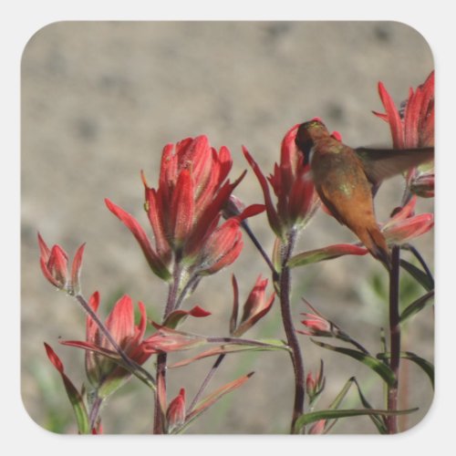 Hummingbird cardinal flowers square sticker