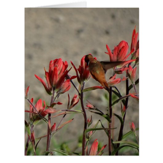 hummingbird cardinal flw. cards (Front)