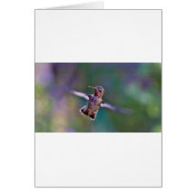 Hummingbird