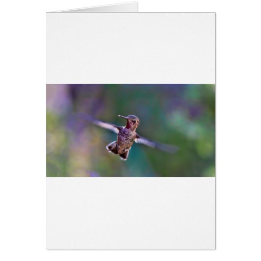 Hummingbird Cards (Front)