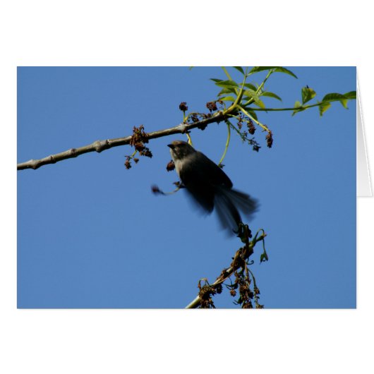 Hummingbird Cards (Front Horizontal)