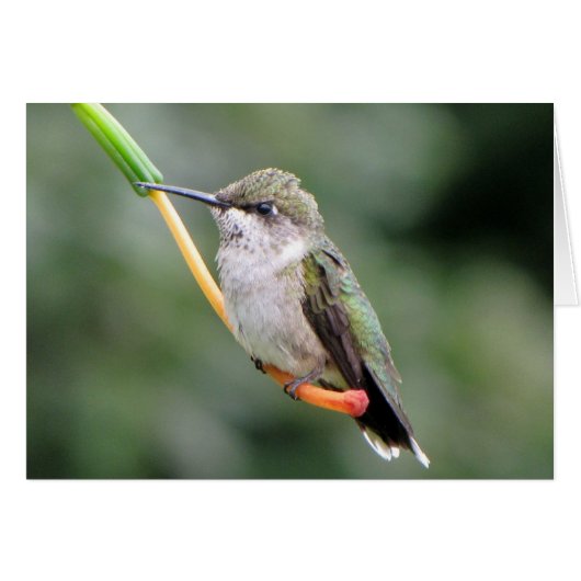 Hummingbird Cards (Front Horizontal)