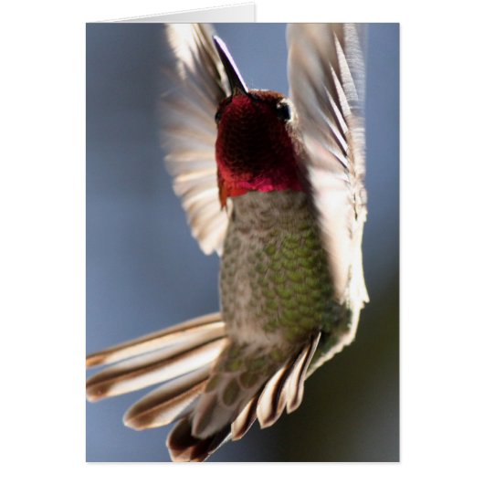 Hummingbird Cards (Front)
