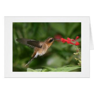 Hummingbird Cards