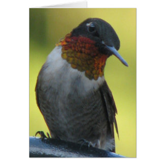 Hummingbird Cards