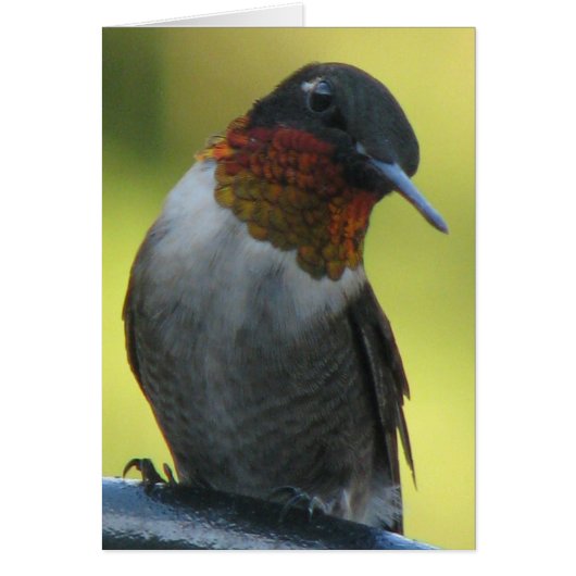 Hummingbird Cards (Front)