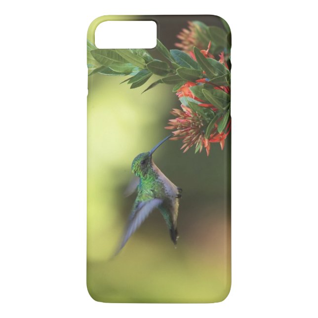 Hummingbird Case-Mate iPhone Case (Back)