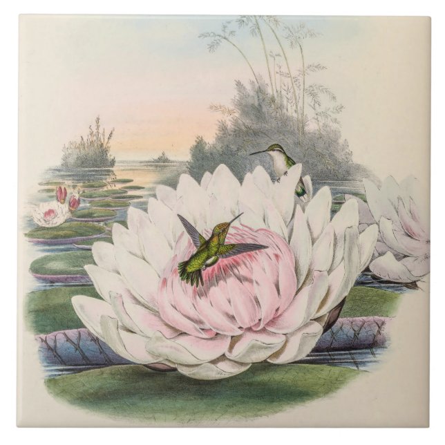 Hummingbird Chlorostilbon Portmanni by Gould Ceramic Tile (Front)