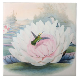 Hummingbird Chlorostilbon Portmanni by Gould Ceramic Tile