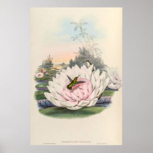Hummingbird Chlorostilbon Portmanni by Gould Poster