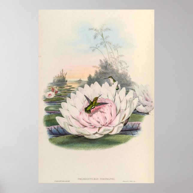 Hummingbird Chlorostilbon Portmanni by Gould Poster (Front)