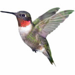 Hummingbird Christmas Ornament<br><div class="desc">Ruby-throated male hummingbird christmas ornament for your tree,  or your car,  even tie a ribbon through it and where it around your neck!  Other ornaments available.</div>