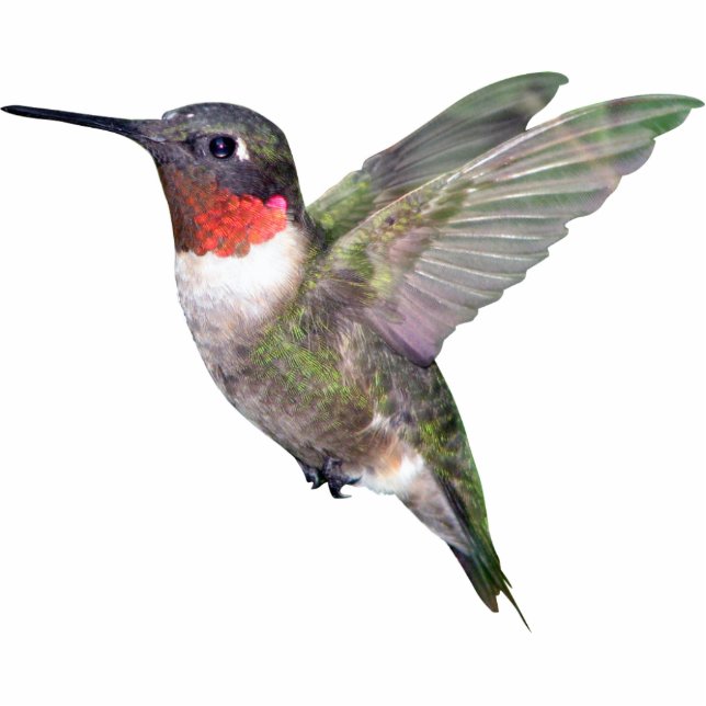 Hummingbird Christmas Ornament (Front)